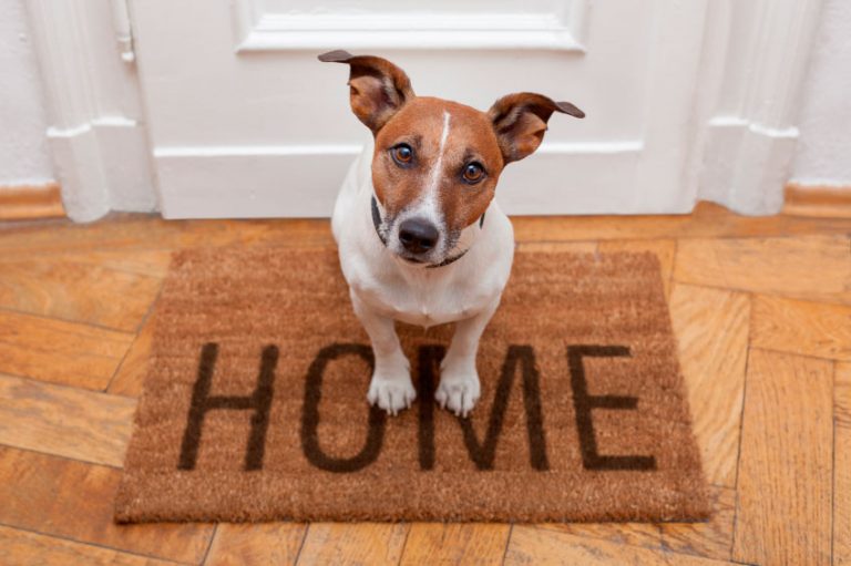 InHome Pet Sitting Best Buddies Pet Care We offer several service